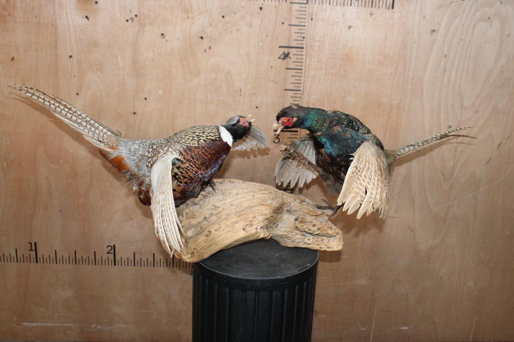 "Fighting" RING-NECKED PHEASANT and GREEN PHEASANT on a Driftwood Base (1 of 11)