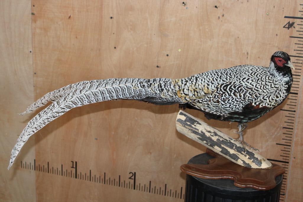 SILVER REEVE'S PHEASANT Perched on a Log and Wood Plaque Base: Beautiful and Very Nice, Newer, and Clean Life-sized SILVER REEVE'S PHEASANT. It is standing on 1 foot and signed by the artist "W T, 2016". It is displayed on a branch and nice Wood Plaque. The Total