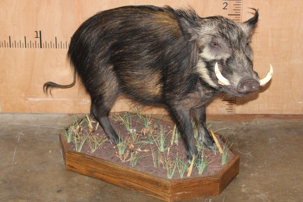 Life-sized BUSHPIG on a Decorative Wood Base (1 of 6)