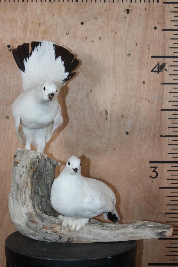 2 ROCK PTARMIGAN Birds Displayed on a Wood Branch (1 of 7)