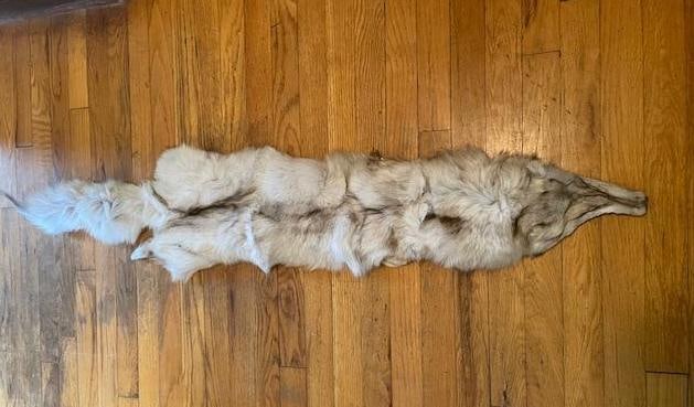 *New* Soft and Tanned BLUE RANCH FOX Fur, Hide or Pelt with its Head and Big Tail (1 of 5)