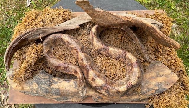 Huge COPPERHEAD SNAKE in a Natural Base Setting (1 of 4)