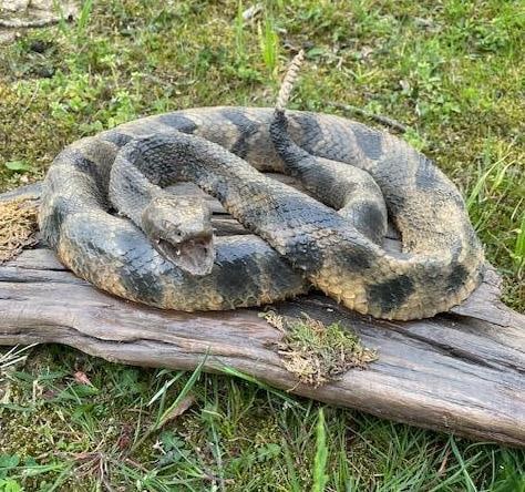 Big 50" *Real Skin* Taxidermy RATTLESNAKE on a Natural Wood Setting (1 of 5)