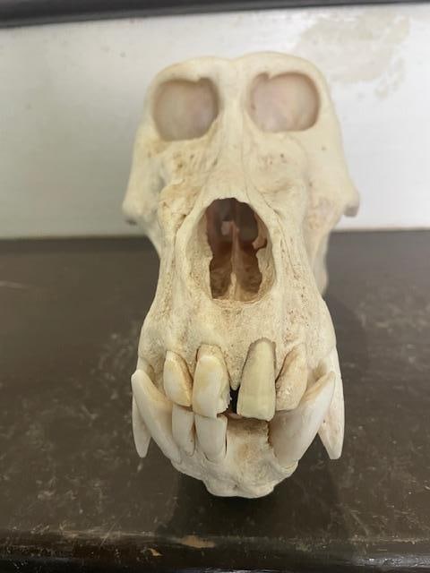 Large Male BABOON Skull (1 of 5)
