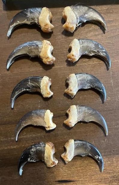 (10) XXL BLACK BEAR Front Claws (1 of 4)