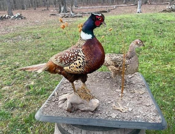 Pair of Male and Female RING-NECK PHEASANTS on a Natural Base Setting: Beautiful Pair of Male and Female RING-NECK PHEASANTS. They are displayed on a Natural Base Setting that measures 24" Long x 24" Wide. The Male Pheasant measures 32" Long x 18" Tall. This is an A