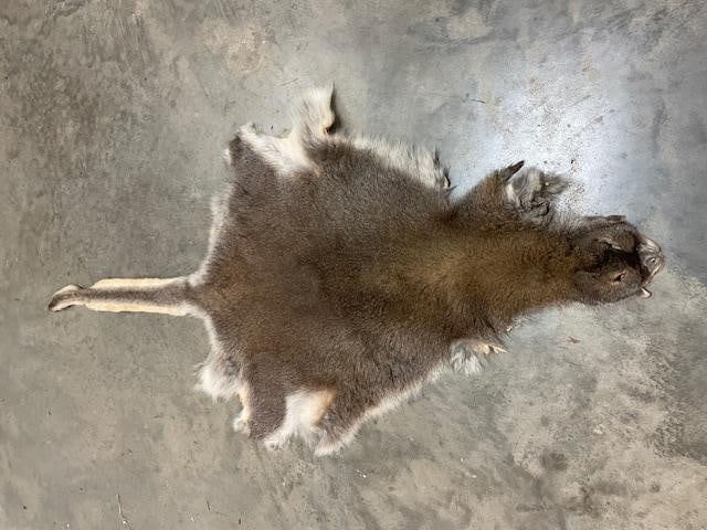Tanned WALLABY Hide with its Head and Tail (1 of 5)