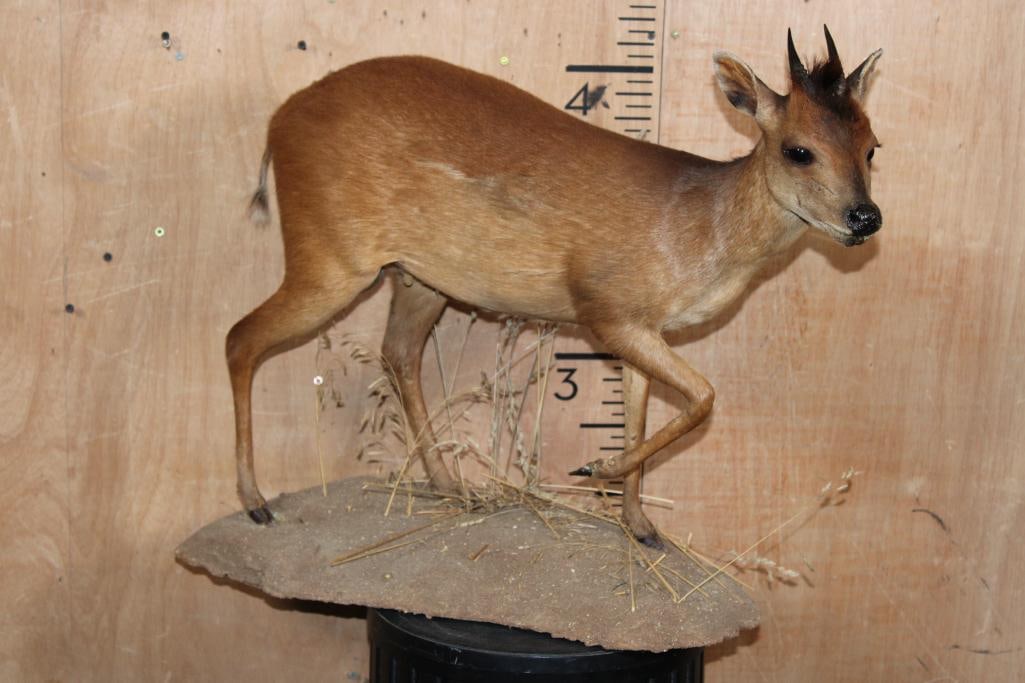 Life-sized RED DUIKER on a Natural Base (1 of 7)
