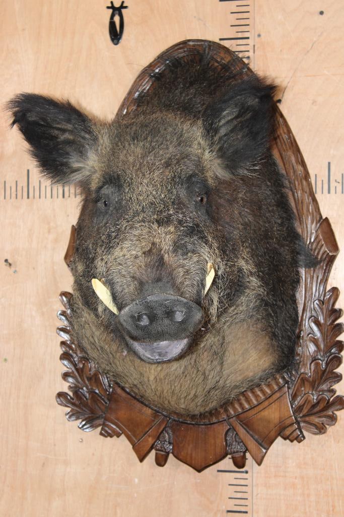 Big RUSSIAN BOAR Shoulder Mount on a German Style Wood Plaque (1 of 7)