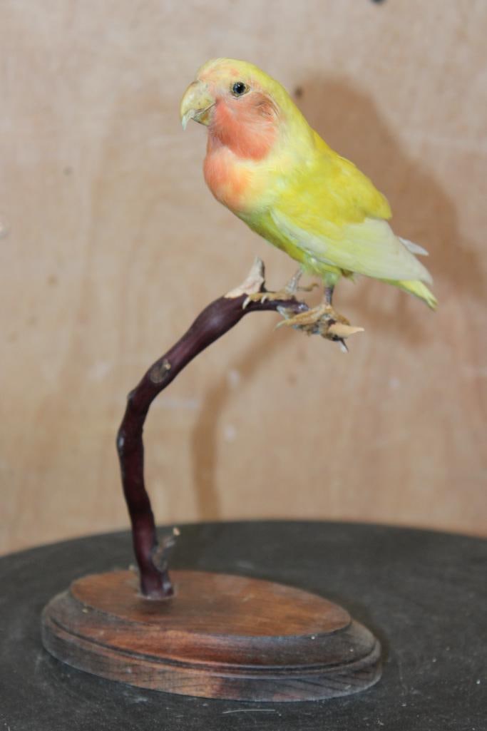 *Rarely Seen* ROSY-FACED LOVEBIRD Perched on a Wood Base: Very Nice and *Rarely Seen* ROSY-FACED LOVEBIRD. It is perched on a Branch and Wood Plaque Base. It measures 6" Long x 4" Wide x 9.5" Tall and is in Very Good Condition. TAXIDERMY BIRDS 