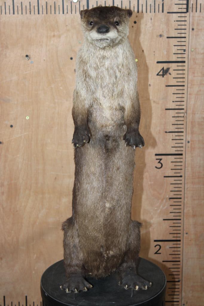 Big Life-sized Standing RIVER OTTER on Wires with No Base (1 of 11)