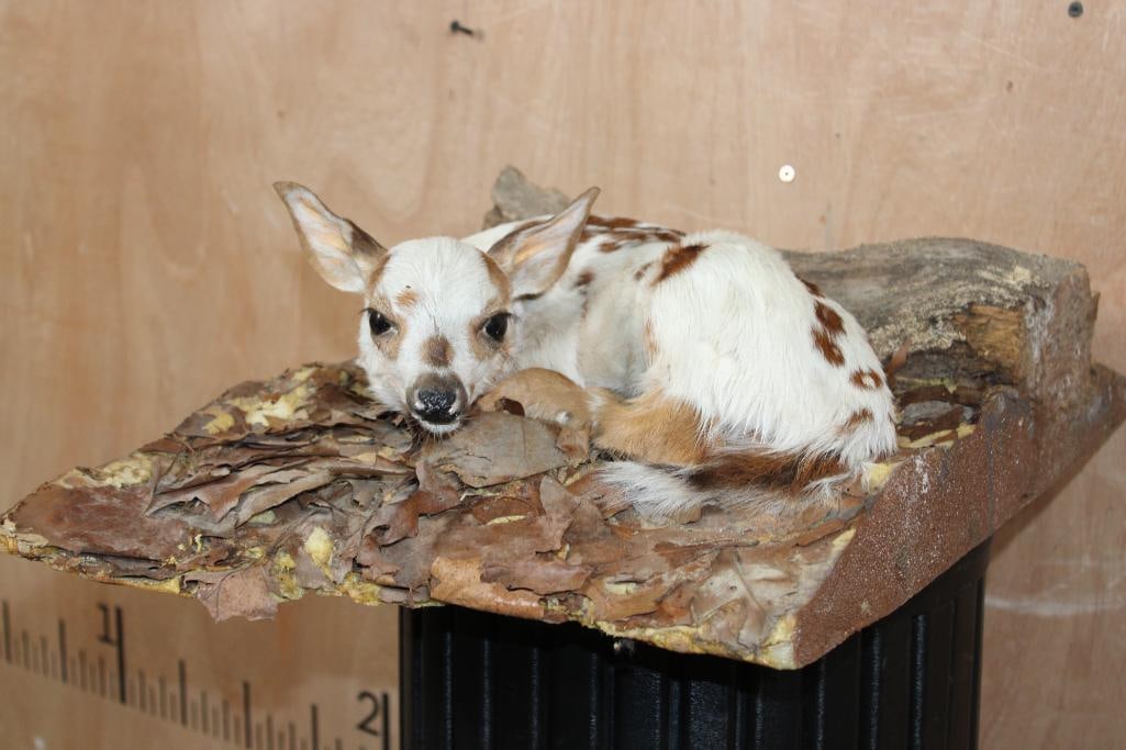 *Rarely Seen* Laying Piebald WHITETAIL DEER Fawn on a Decorative Base (1 of 12)