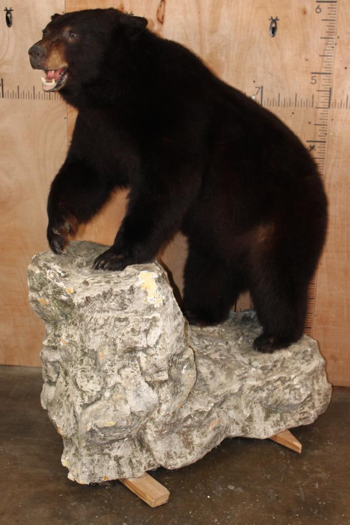 Massive XXL Life-sized BLACK BEAR on a Rocky Base with Wheels (1 of 9)