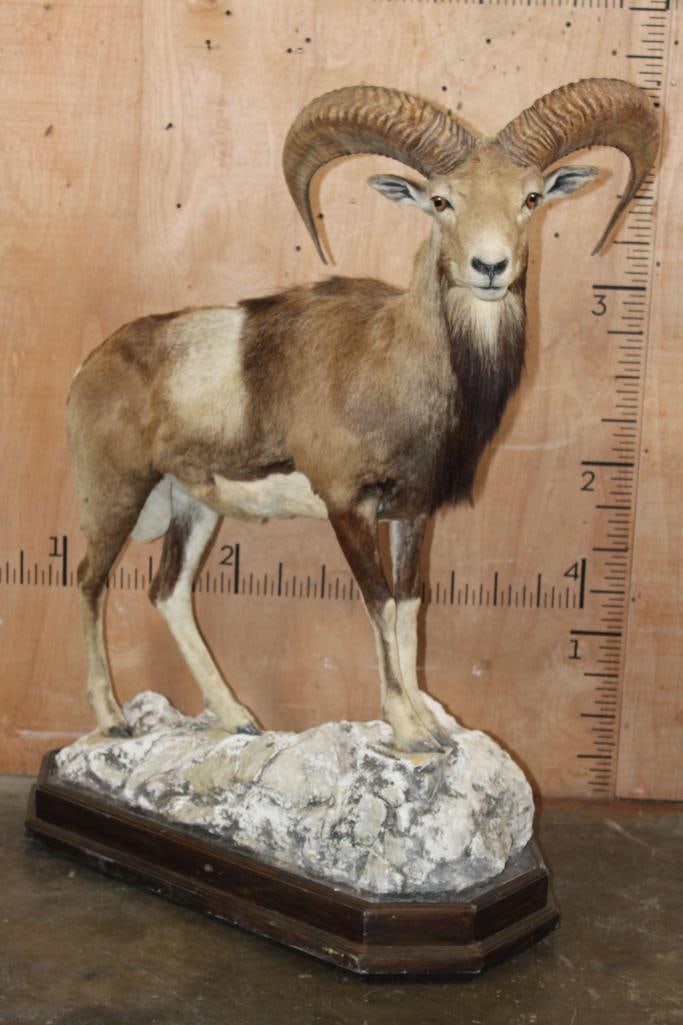 Life-sized MOUFLON on a Rocky Wood Base with Wheels: Nice Life-sized MOUFLON. The Left Horn measures 24 5/8" Long and the Right Horn measures 24" Long. It is mounted on a Rocky Wood Base with Wheels and is in Good Condition. TAXIDERMY 