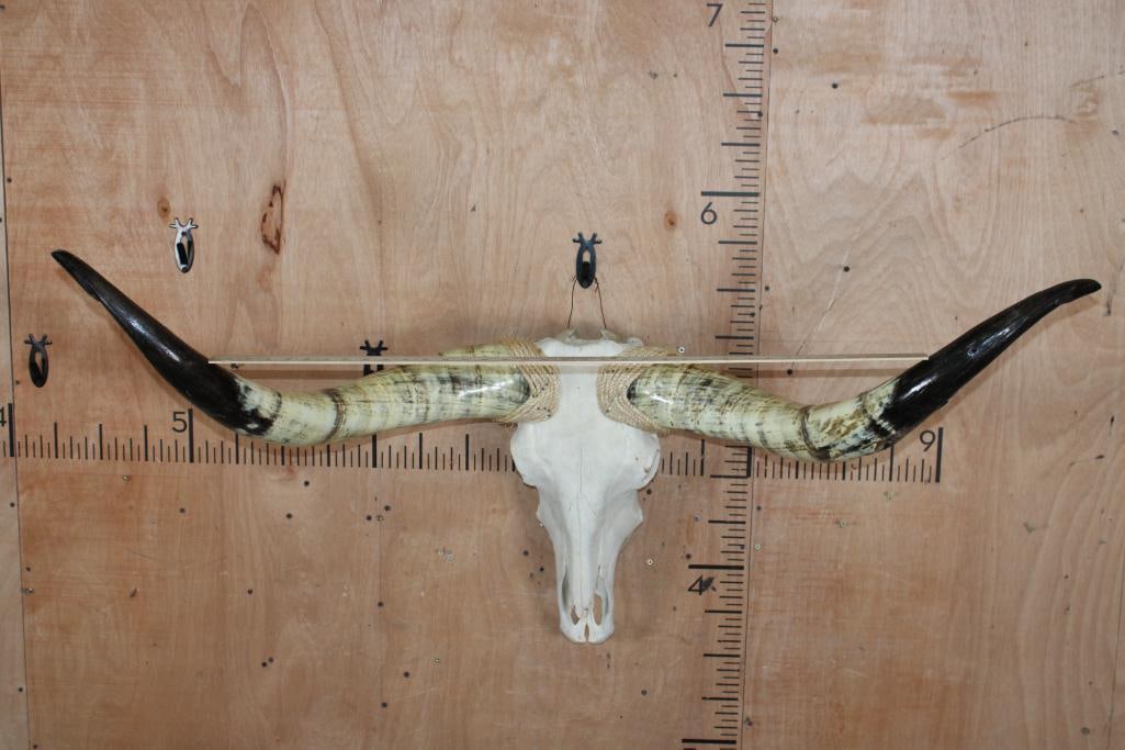 Big Mounted STEER Skull with Polished Horns and Rope Accents - 2
