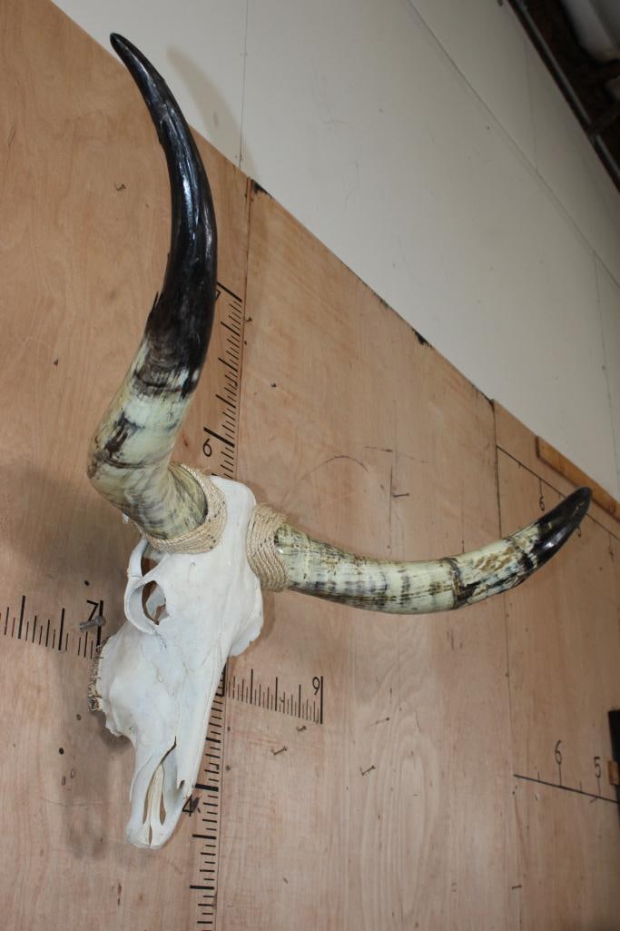 Big Mounted STEER Skull with Polished Horns and Rope Accents - 3