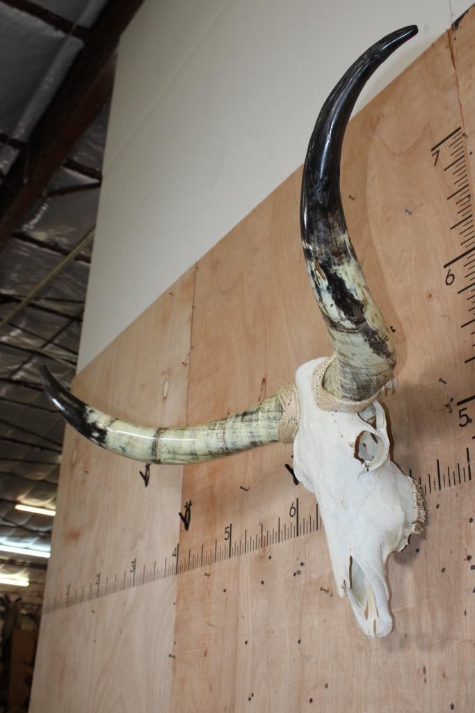 Big Mounted STEER Skull with Polished Horns and Rope Accents - 4
