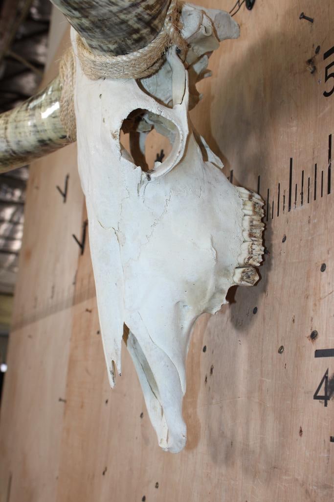 Big Mounted STEER Skull with Polished Horns and Rope Accents - 5