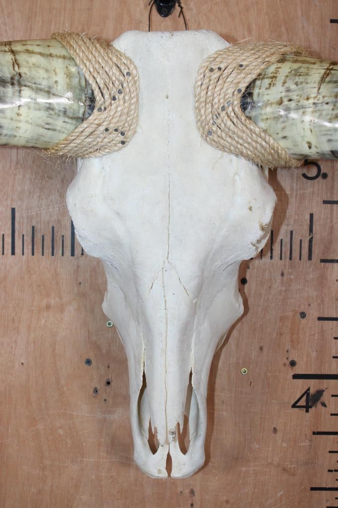 Big Mounted STEER Skull with Polished Horns and Rope Accents - 6