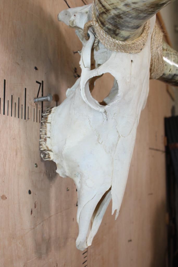 Big Mounted STEER Skull with Polished Horns and Rope Accents - 7