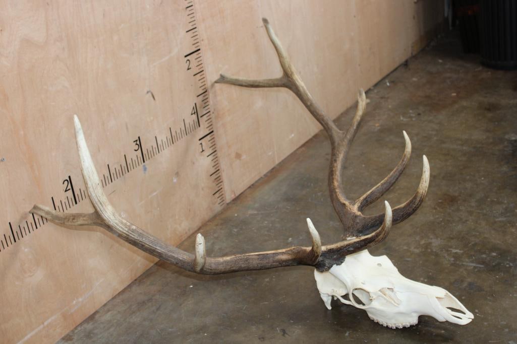 10-Point ELK Skull with All its Teeth - 2