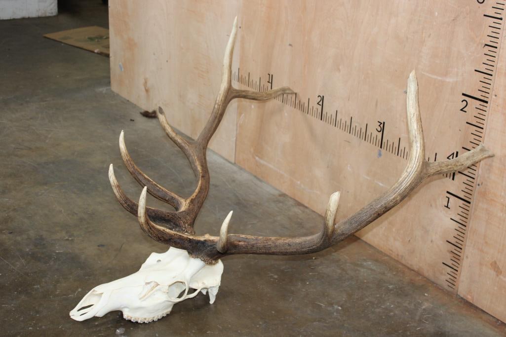 10-Point ELK Skull with All its Teeth - 3