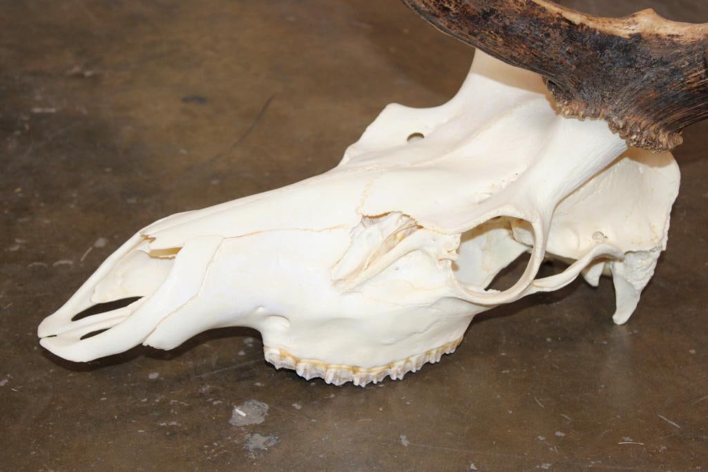 10-Point ELK Skull with All its Teeth - 4