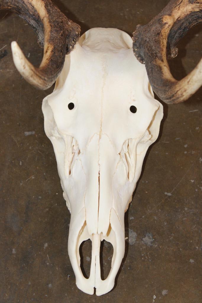 10-Point ELK Skull with All its Teeth - 5