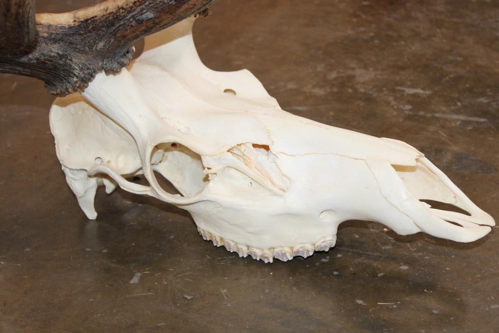 10-Point ELK Skull with All its Teeth - 6
