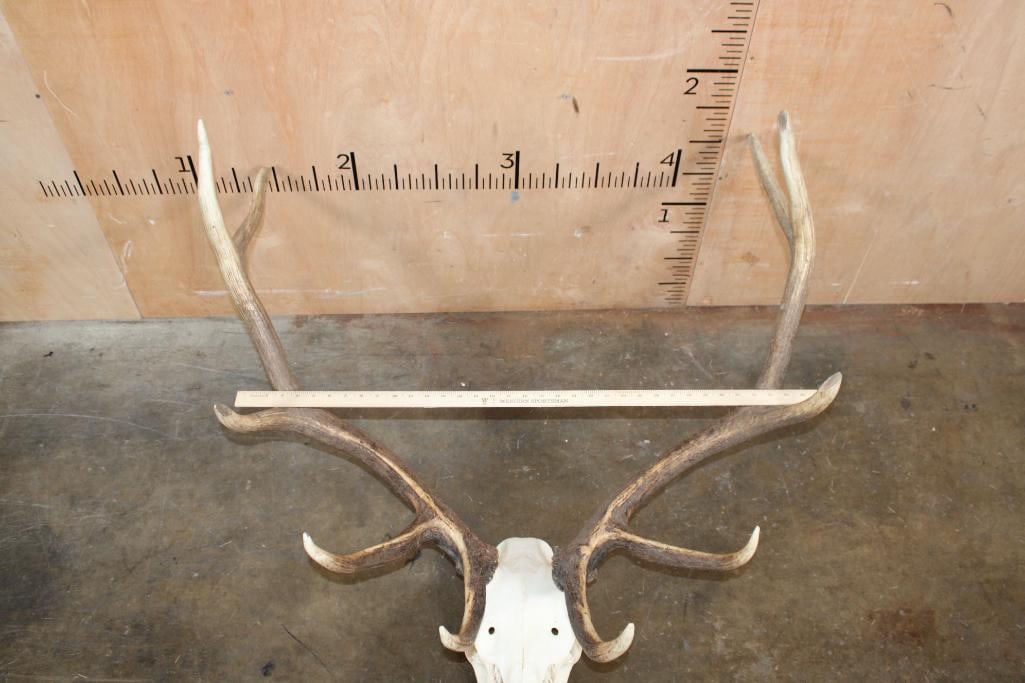 10-Point ELK Skull with All its Teeth - 7