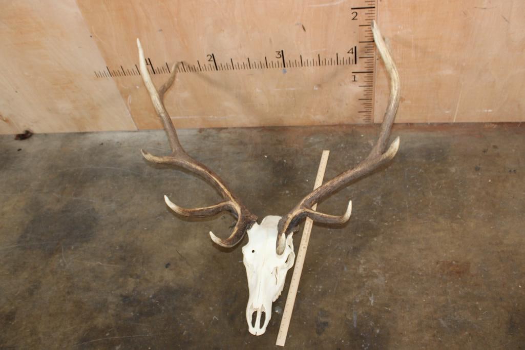 10-Point ELK Skull with All its Teeth - 8