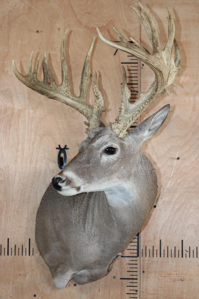 19-Point WHITETAIL Wall Pedestal - 2
