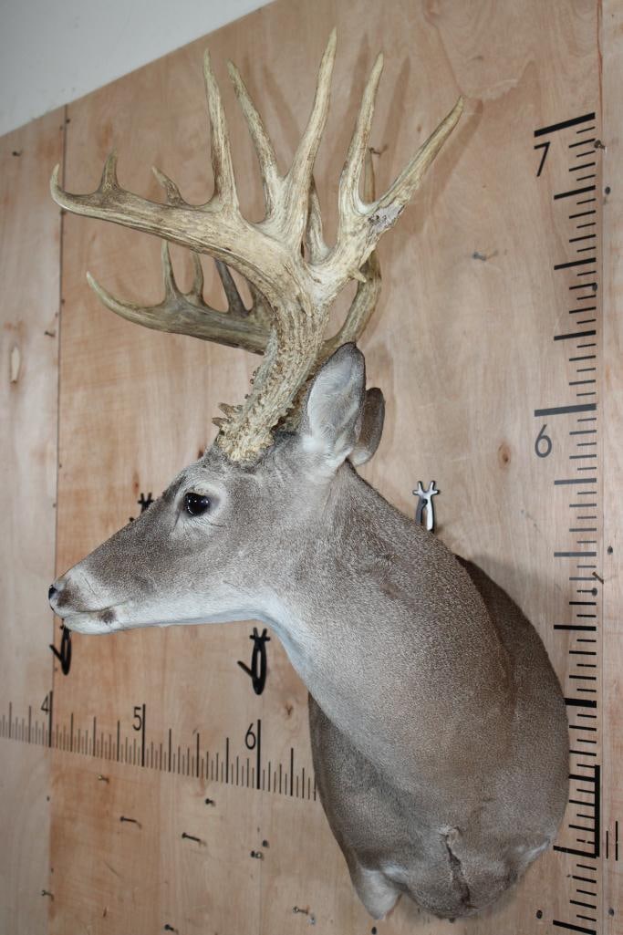 19-Point WHITETAIL Wall Pedestal - 3