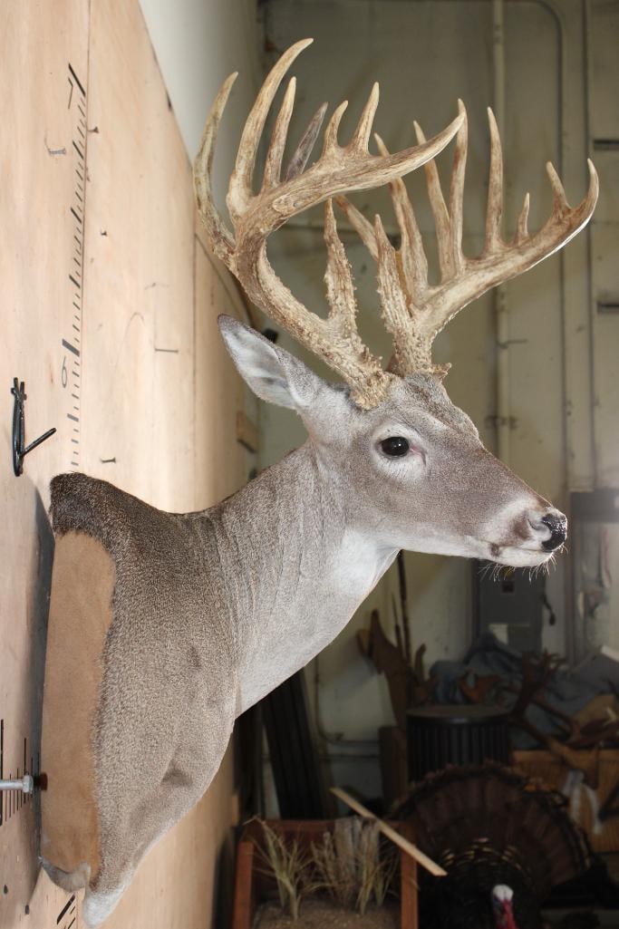 19-Point WHITETAIL Wall Pedestal - 4