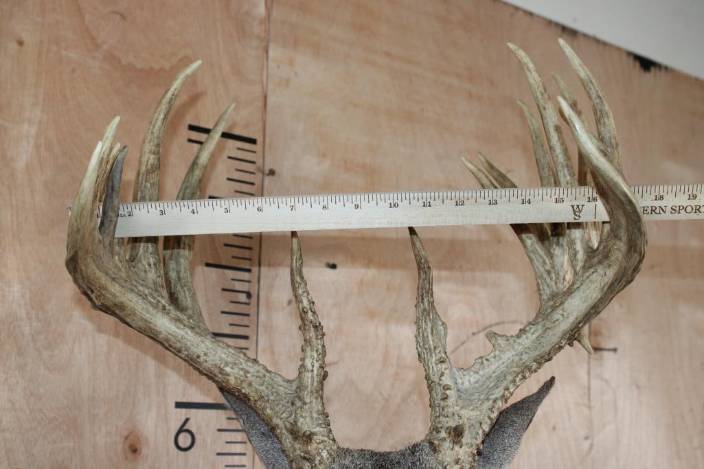 19-Point WHITETAIL Wall Pedestal - 5