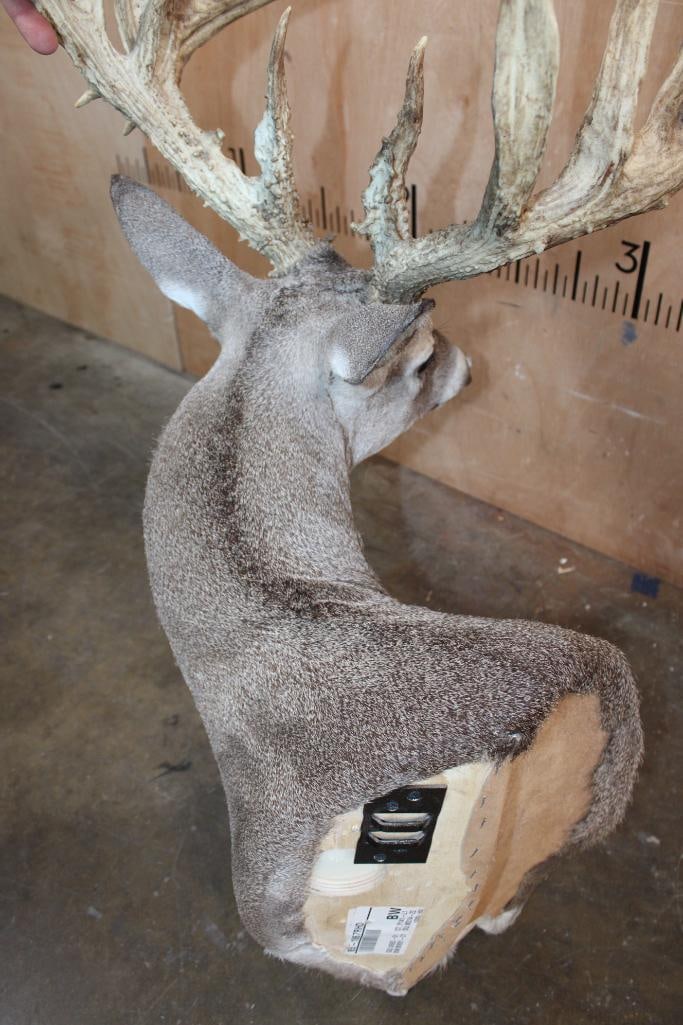 19-Point WHITETAIL Wall Pedestal - 6