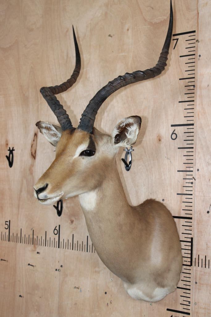 IMPALA Shoulder Mount - 2