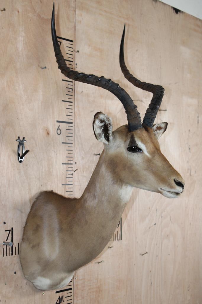 IMPALA Shoulder Mount - 3