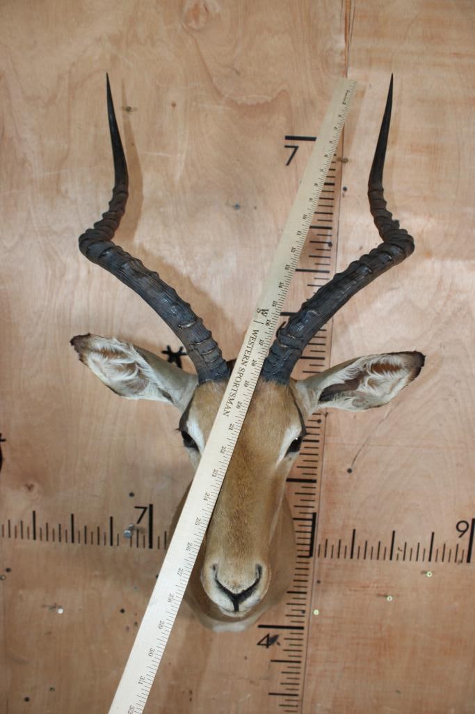 IMPALA Shoulder Mount - 4