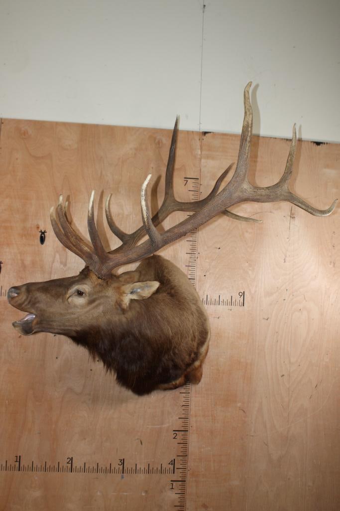 XXL 12-Point "Bugling" ELK Shoulder Mount: Nice XXL 12-Point "Bugling" ELK Shoulder Mount. It has a 39.5" Spread and Removable Antlers. It is in Good Condition. TAXIDERMY 