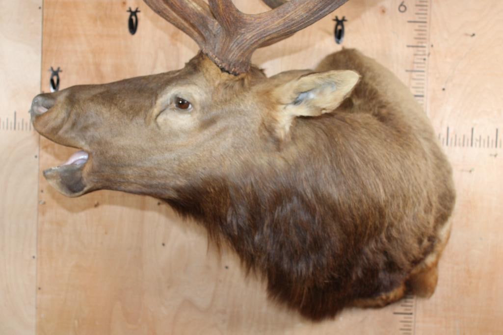 XXL 12-Point "Bugling" ELK Shoulder Mount - 2