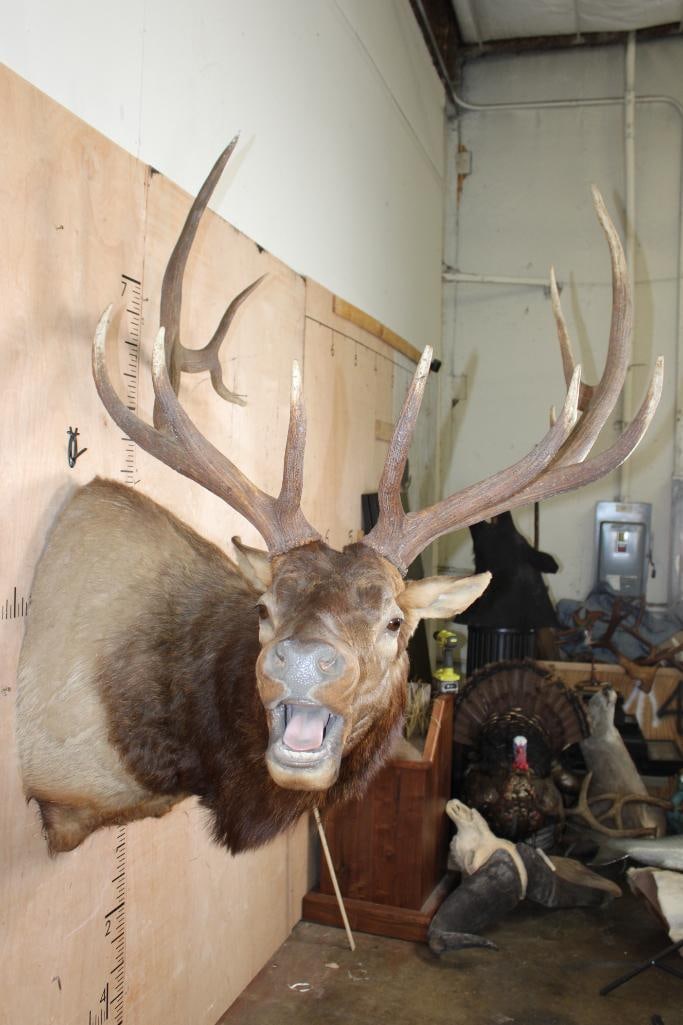 XXL 12-Point "Bugling" ELK Shoulder Mount - 3