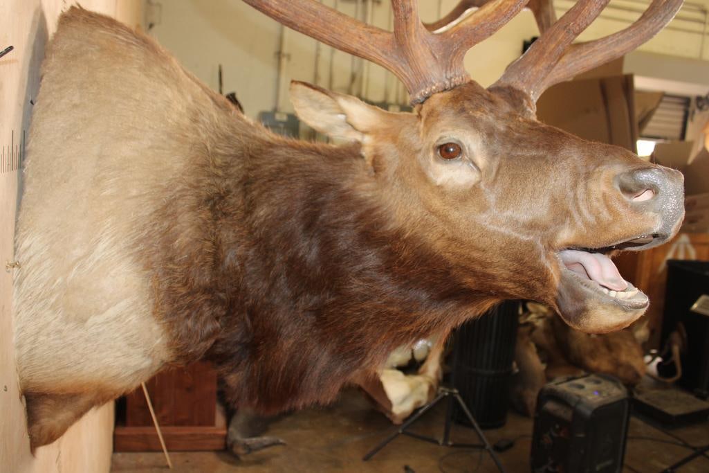 XXL 12-Point "Bugling" ELK Shoulder Mount - 4