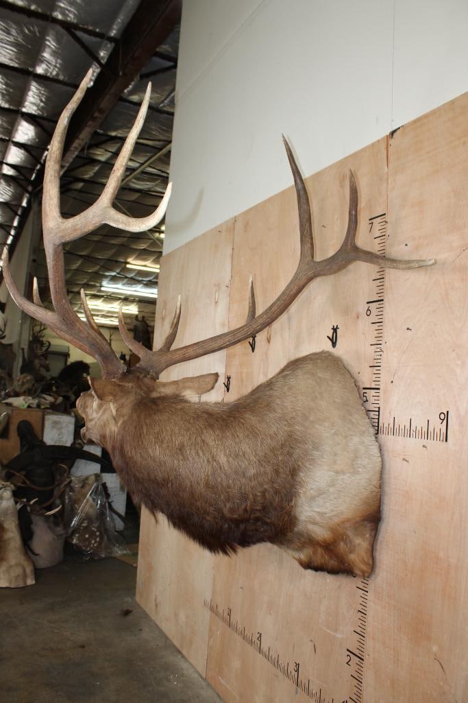 XXL 12-Point "Bugling" ELK Shoulder Mount - 5