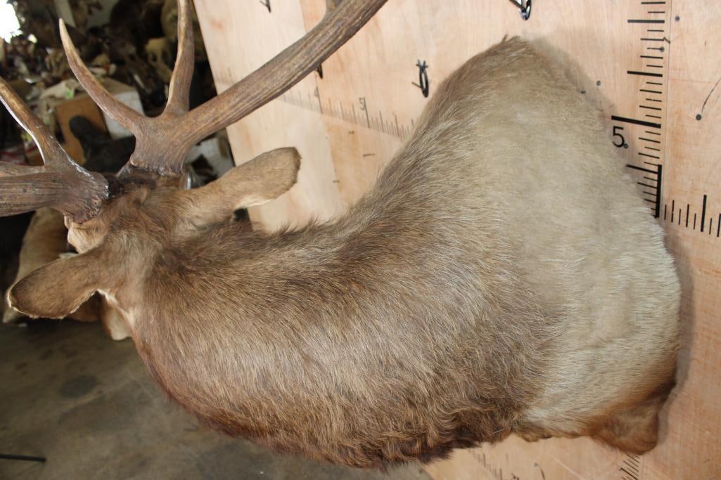 XXL 12-Point "Bugling" ELK Shoulder Mount - 6