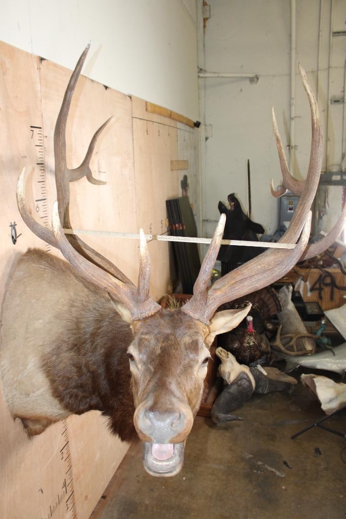 XXL 12-Point "Bugling" ELK Shoulder Mount - 7