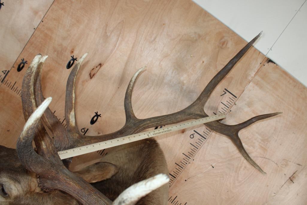 XXL 12-Point "Bugling" ELK Shoulder Mount - 8