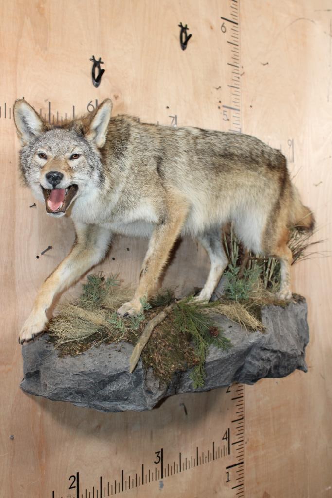 Life-sized COYOTE on a Decorative Rock Wall Hanging Base - 2