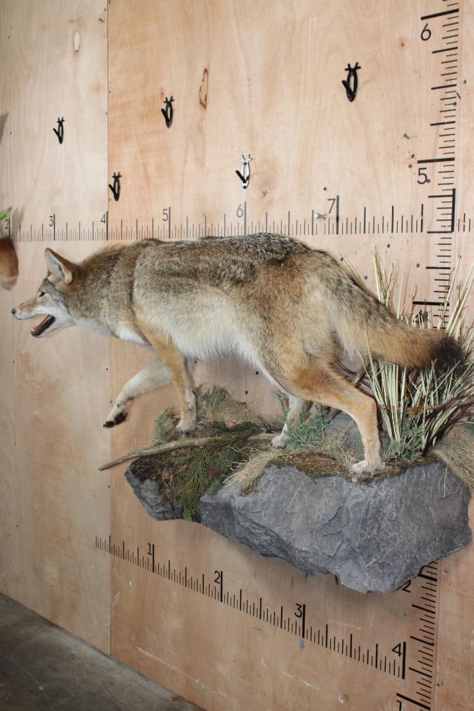Life-sized COYOTE on a Decorative Rock Wall Hanging Base - 3