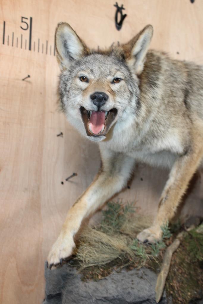 Life-sized COYOTE on a Decorative Rock Wall Hanging Base - 4